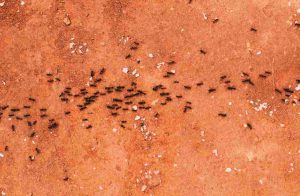 allontanare formiche-ifood