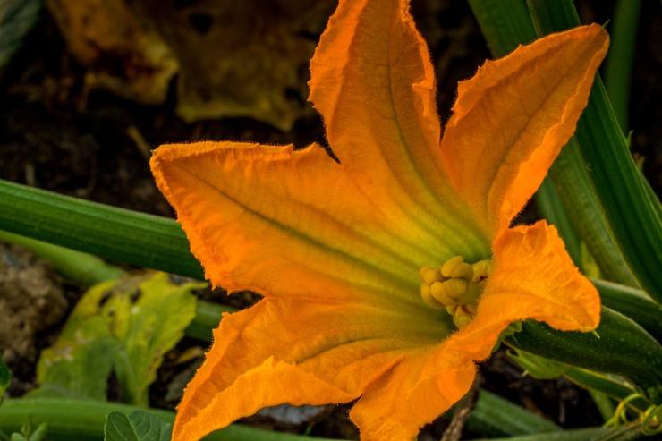 pulire i fiori di zucca-ifood