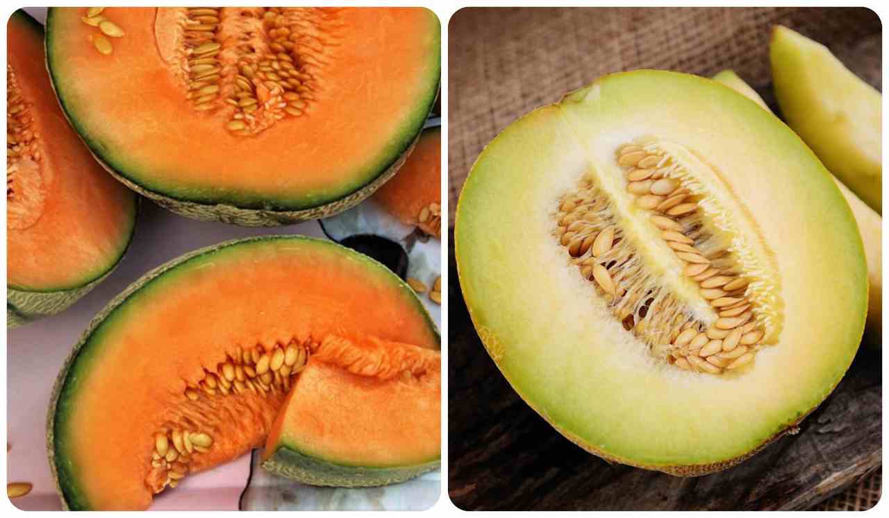 differenze melone giallo e bianco-ifood