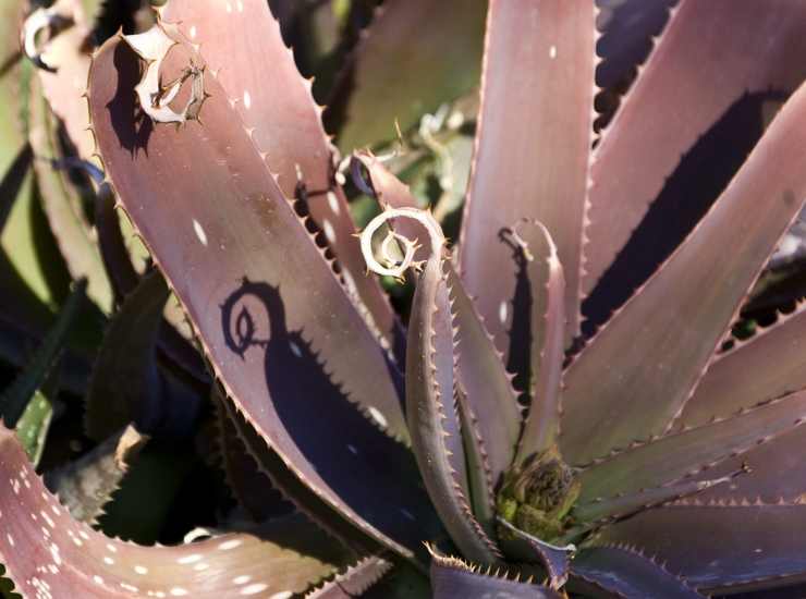 Aloe