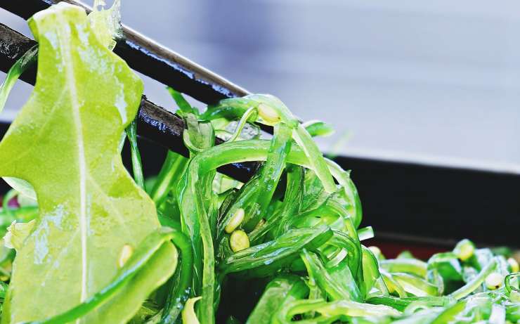 alga wakame per metabolismo-ifood
