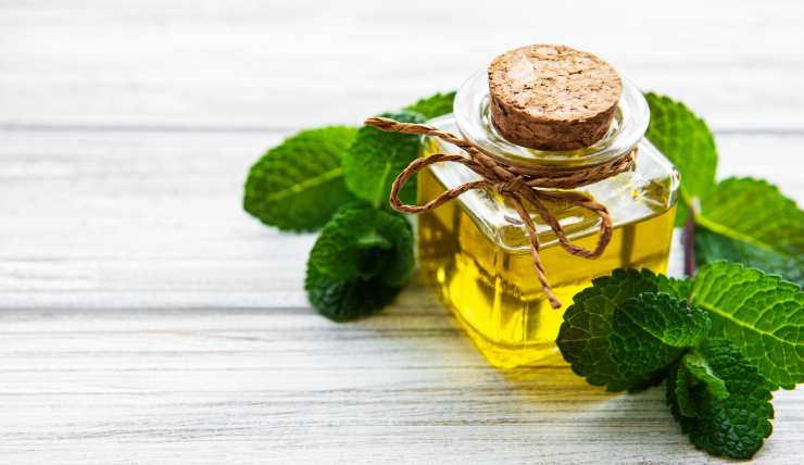 preparare l'olio alla menta - ifood