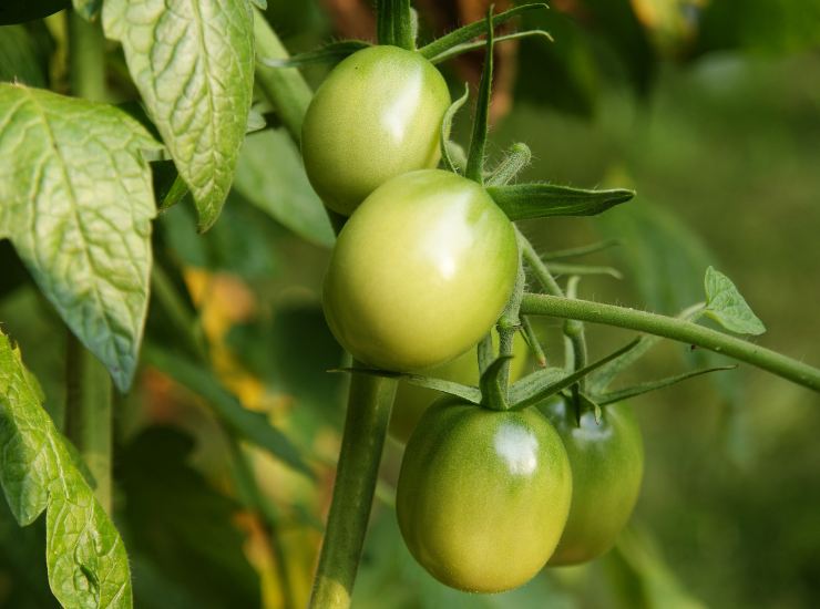 Pomodori acerbi