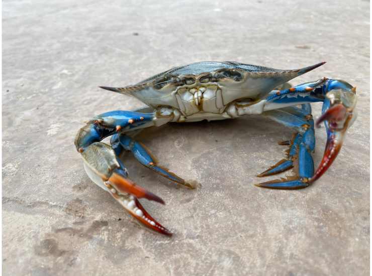 Granchio blu