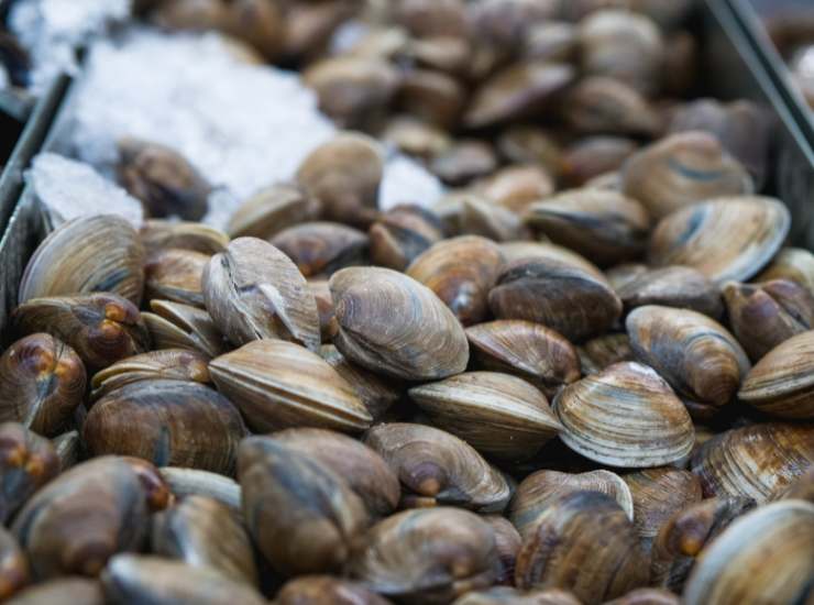 Vongole