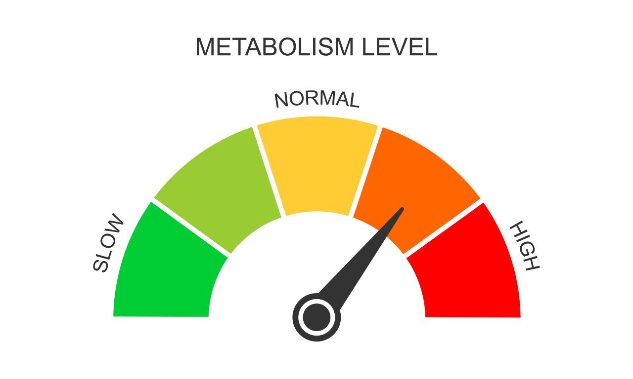 metabolismo lento 