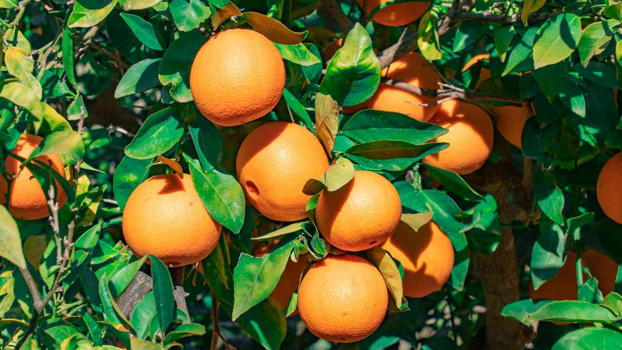 Vitamina C, i cibi più ricchi - iFood.it - 20250128