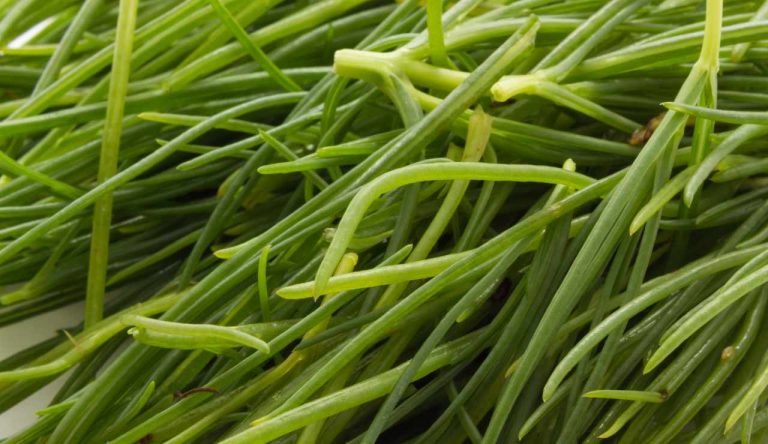 Agretti come si pulisce questa erbetta - iFood.it (Fonte foto Canva)
