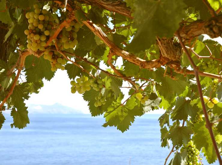 Bagli siciliani da visitare almeno una volta nella vita - iFood.it (Fonte foto Canva)