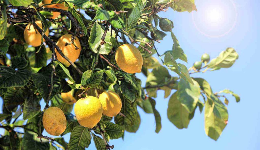 Foglie di limone come usarle in cucina - iFood.it (Fonte foto Canva)