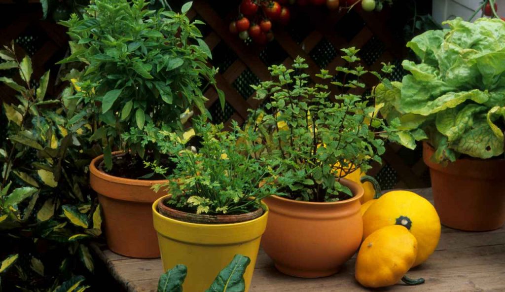 Piante Aromatiche: attenzione perchè queste soffrono terribilmente il caldo | Come metterle al riparo