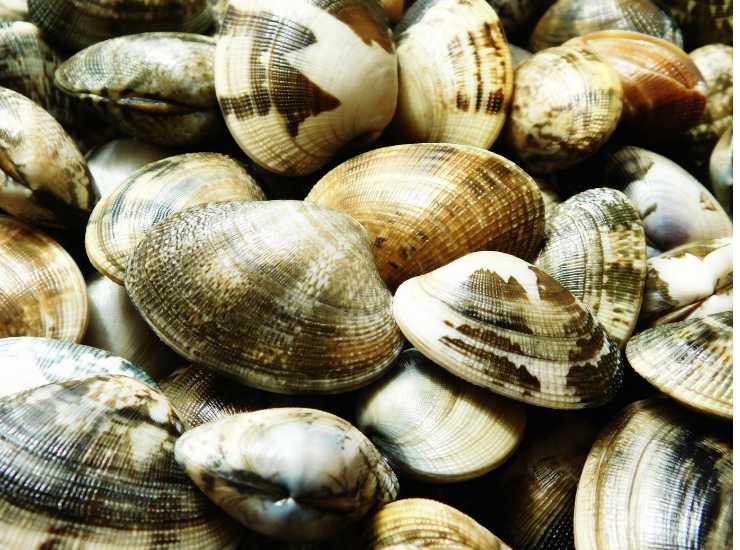 Pulire vongole per rimuovere la sabbia - iFood.it